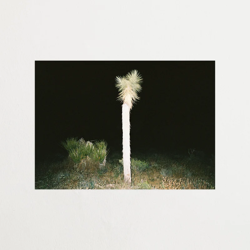 Joshua tree