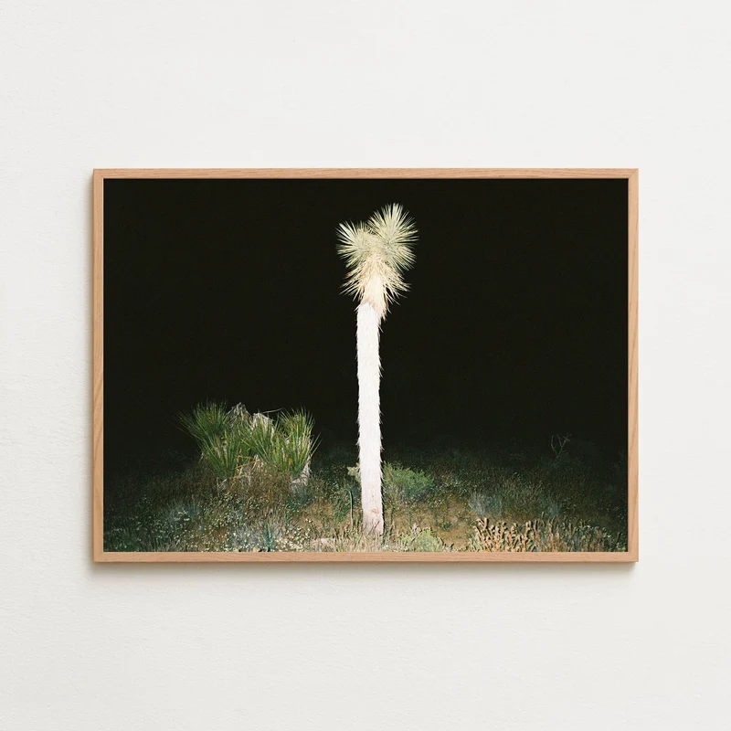 Joshua tree