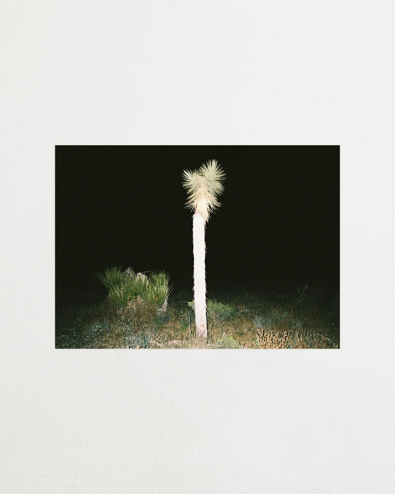 Joshua tree