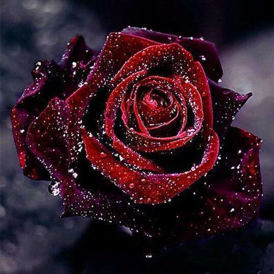 Diamond Painting Rote Rose