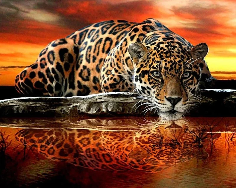 Malen nach Zahlen Tiger Sonnenuntergang