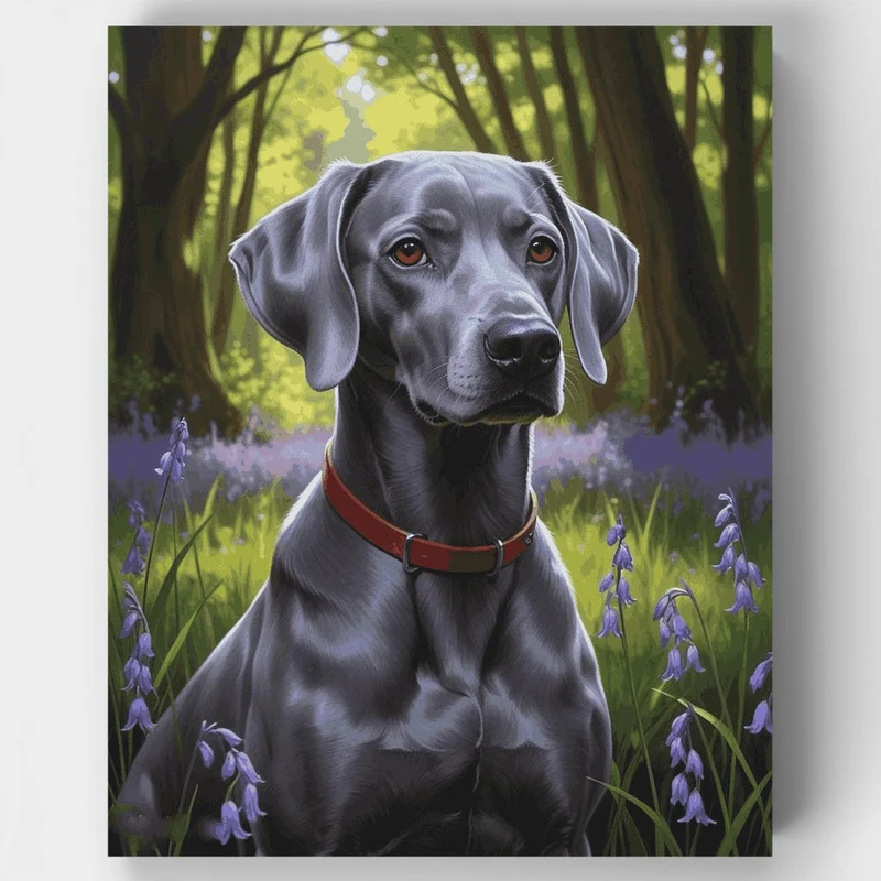 Weimaraner in Bluebell Forest - Paint by Numbers Kit
