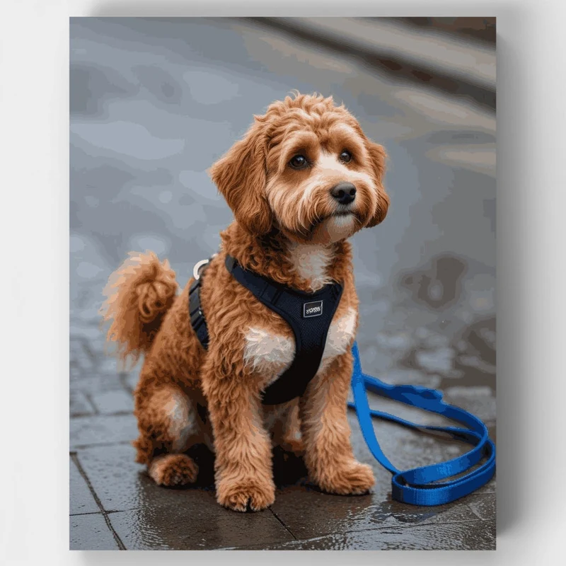 Adorable Labradoodle on Rainy Day Walk - Paint by Numbers Kit