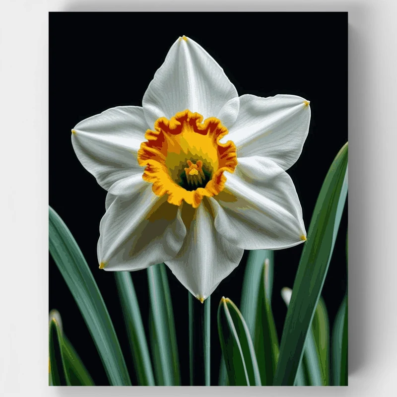 White Daffodil with Orange Crown - Paint by Numbers Kit