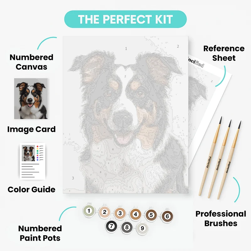 Australian Shepherd Dog - Paint by Numbers Kit