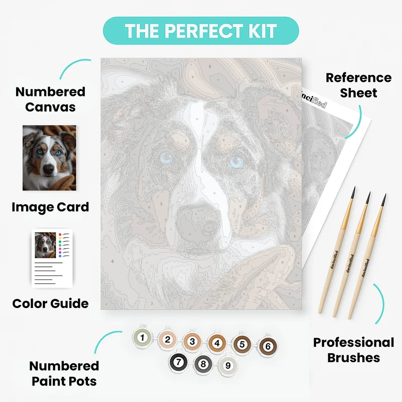 Australian Shepherd with Striking Blue Eyes - Paint by Numbers Kit