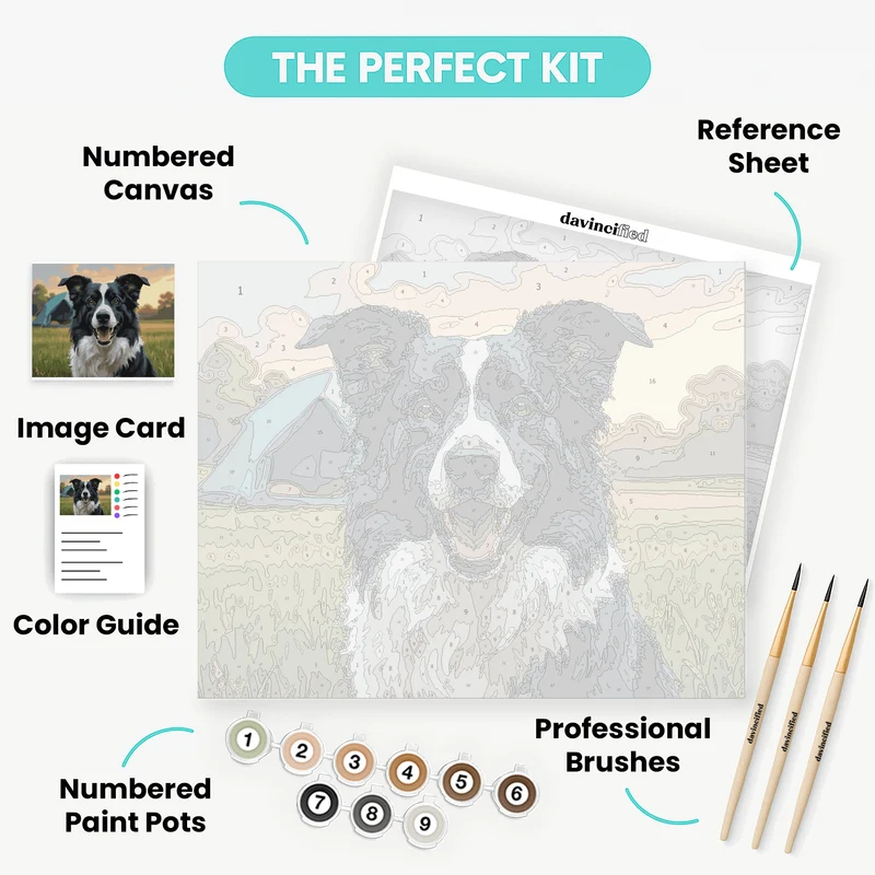Happy Border Collie in Meadow - Paint by Numbers Kit