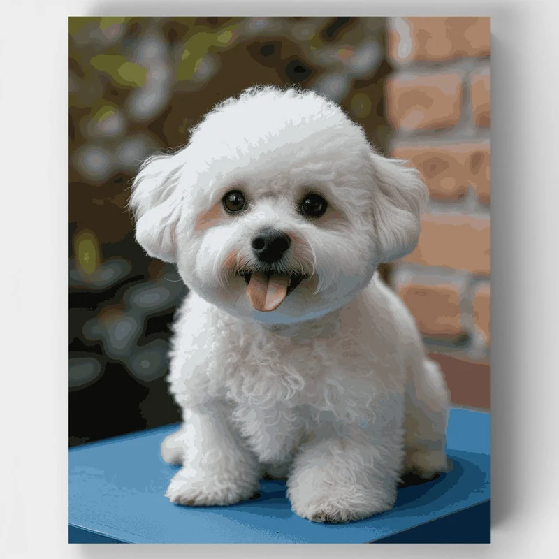 Adorable Bichon Frise - Paint by Numbers Kit