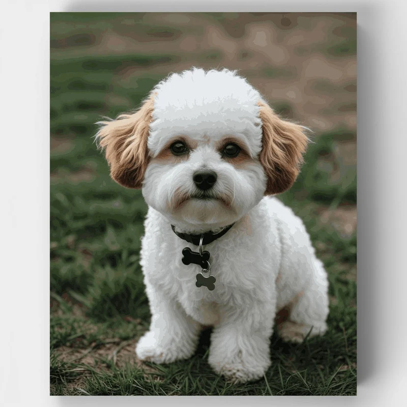 Adorable Bichon Frise Puppy - Paint by Numbers Kit