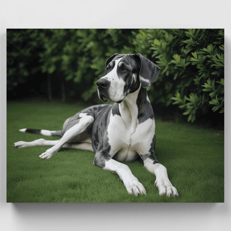 Majestic Great Dane - Paint by Numbers Kit