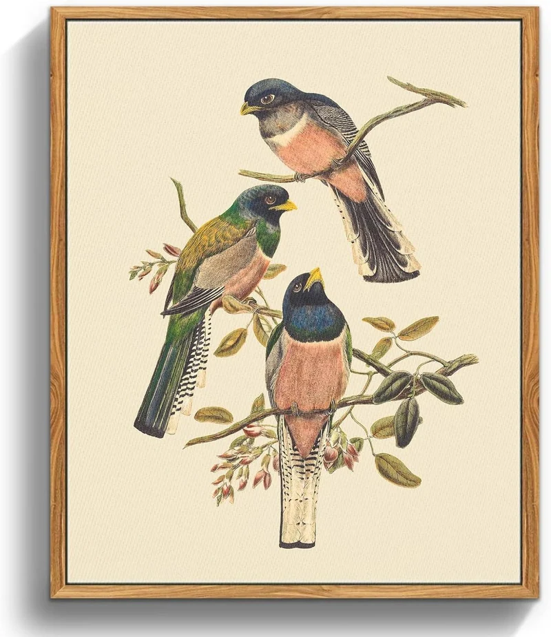 Vintage Trogon Vogel Leinwandbild mit Holzrahmen 30x40cm