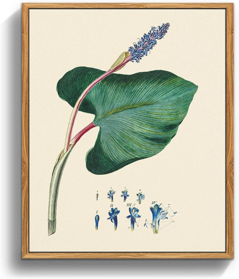 Botanische Vintage Leinwandbilder mit Holzrahmen 20x25cm