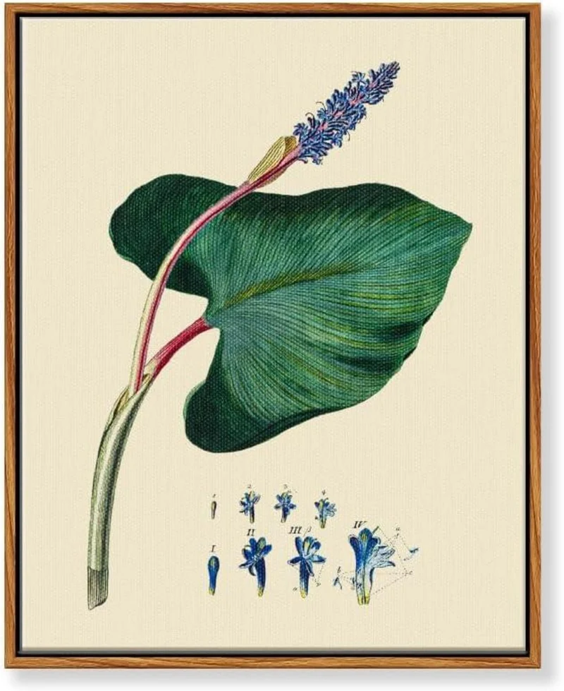Vintage Botanische Leinwandbilder mit Holzrahmen 30x40cm