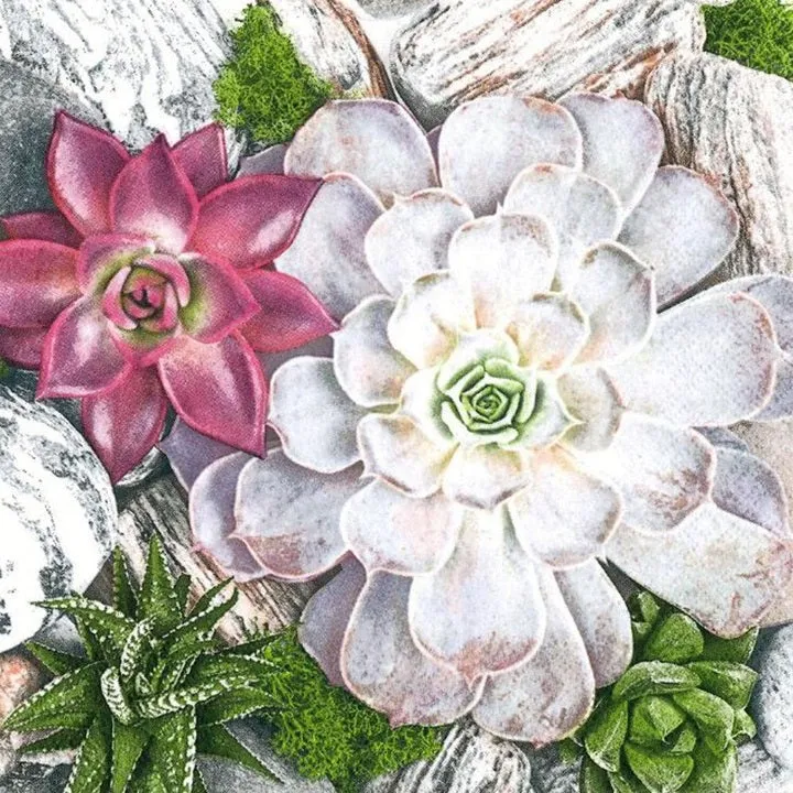 Салфетки за декупаж Succulent Plants and Stones Composition - 1 брой