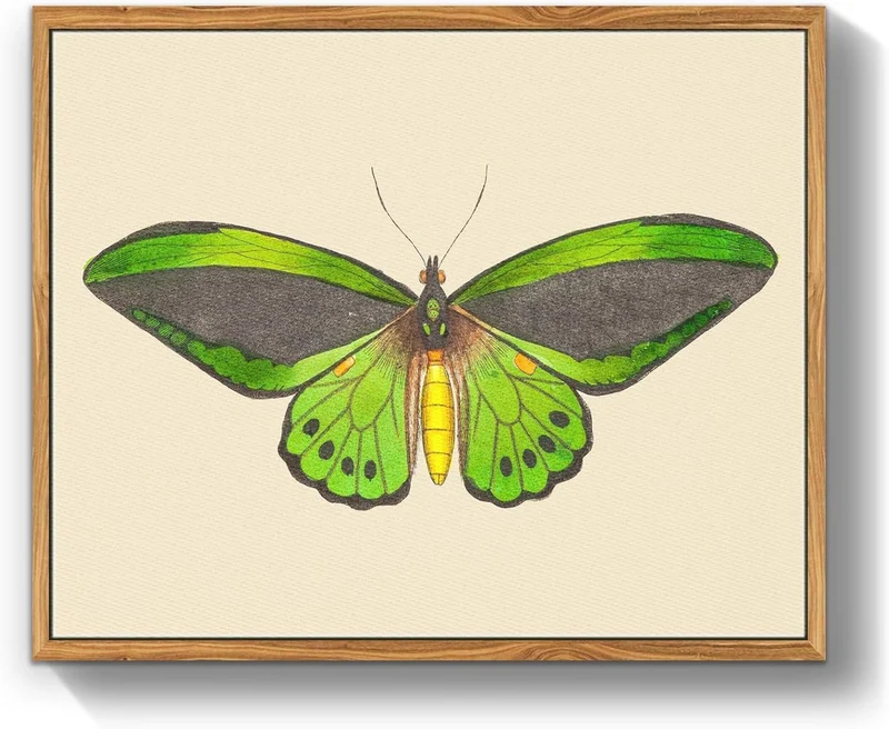 Insekten Leinwand Bilder mit Rahmen - Vintage Aesthetic
