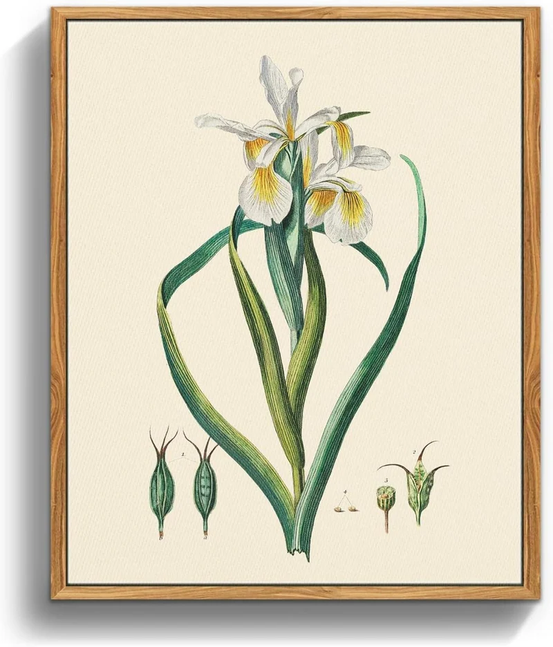Vintage Botanische Leinwandbilder mit Holzrahmen 20x25cm